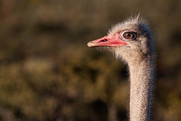 Ostrich looking Ostrich looking george south africa stock pictures, royalty-free photos & images