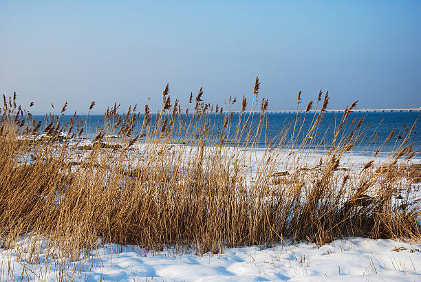 istock Reeds by the winter coast 525142335