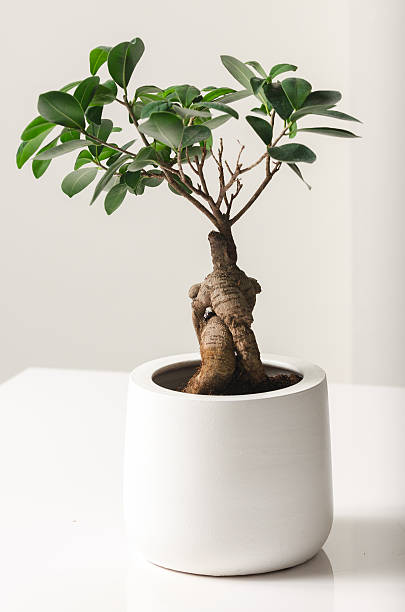 bonsai, ginseng ficus - ginseng bonsai tree fig tree banyan tree foto e immagini stock