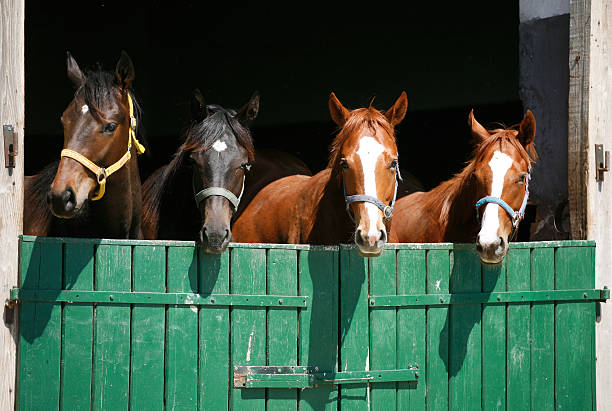 Beautiful thoroughbred horses at the barn door Nice thoroughbred foals in the stable door. Purebred chestnut racing horses in the barn. corral photos stock pictures, royalty-free photos & images