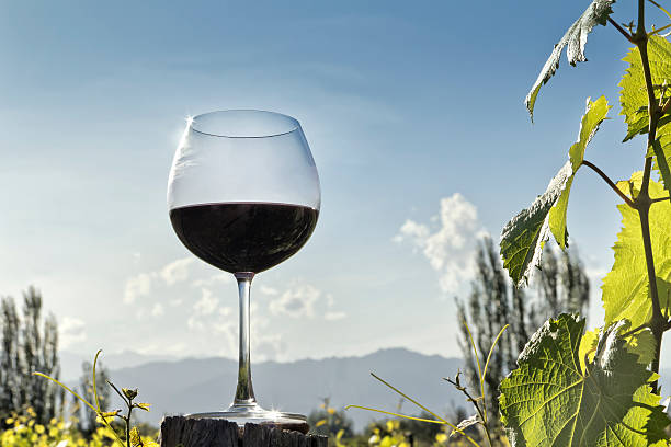 Red wine and vineyard stock photo
