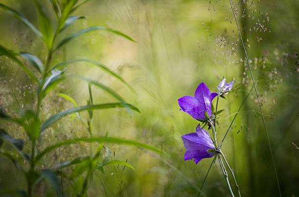 блюминг bluebells - finland bluebell campanula summer стоковые фото и изображения