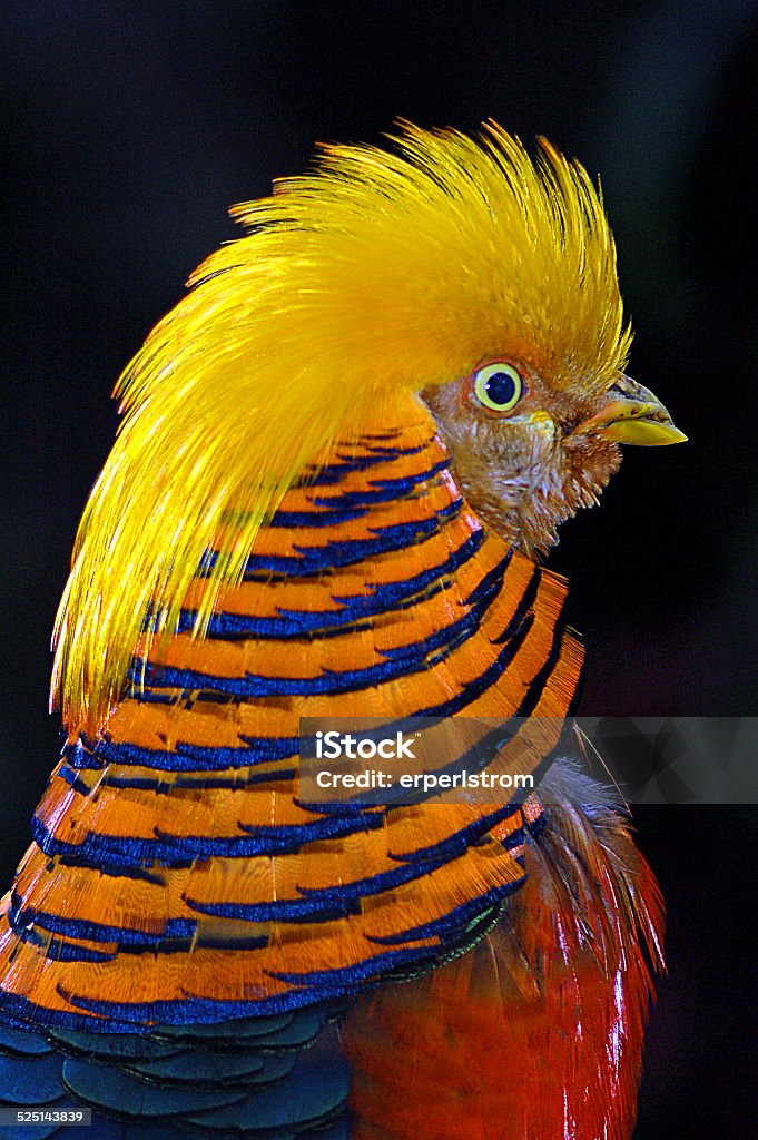 Trĩ vàng: loài chim được ví như phượng hoàng