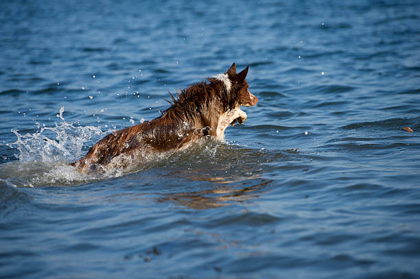 Border Collie jumps through water to fetch stick stock photo