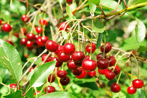 istock Branch of ripe cherry 525149255