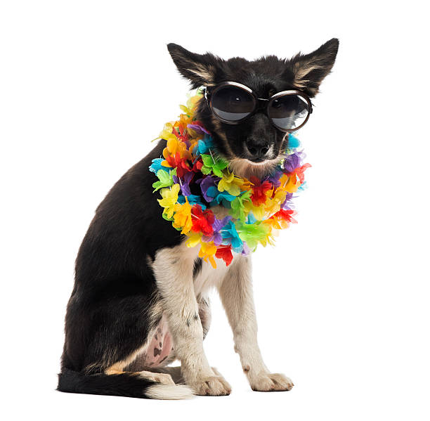 istock Border collie sitting and wearing sunglasses 525149823