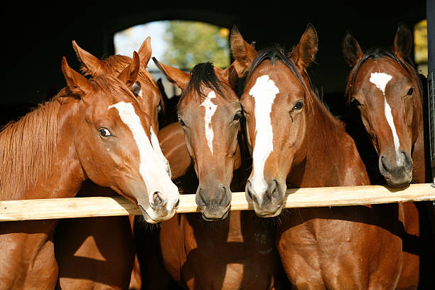 istock Young thoroughbred chestnut colored horses in the stable door 525149887