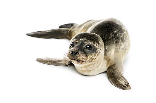 cría de foca común, aislado en blanco - foca fotografías e imágenes de stock