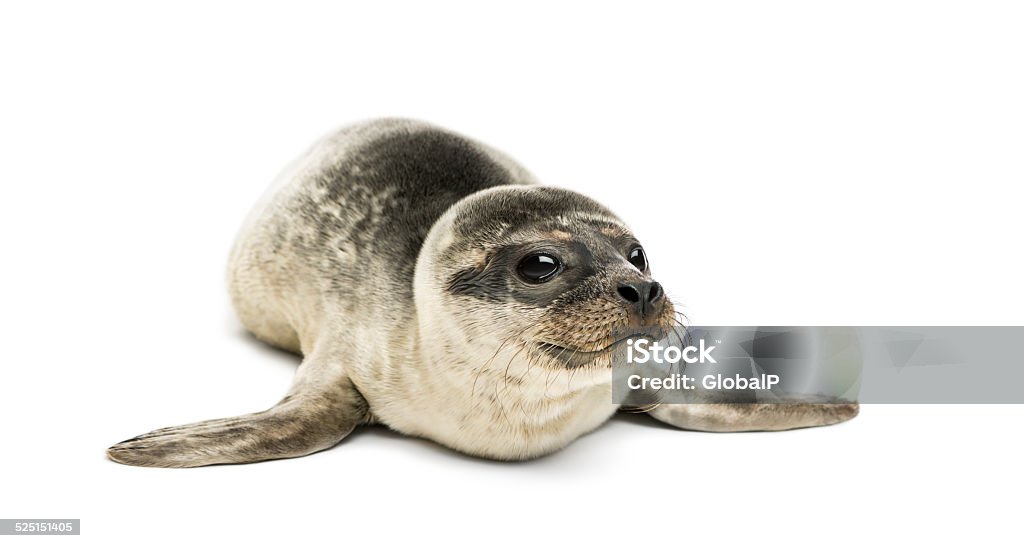 Common Seal Pup Isolated On White Stock Photo - Download Image Now - Seal -  Animal, White Background, Harbor Seal - iStock