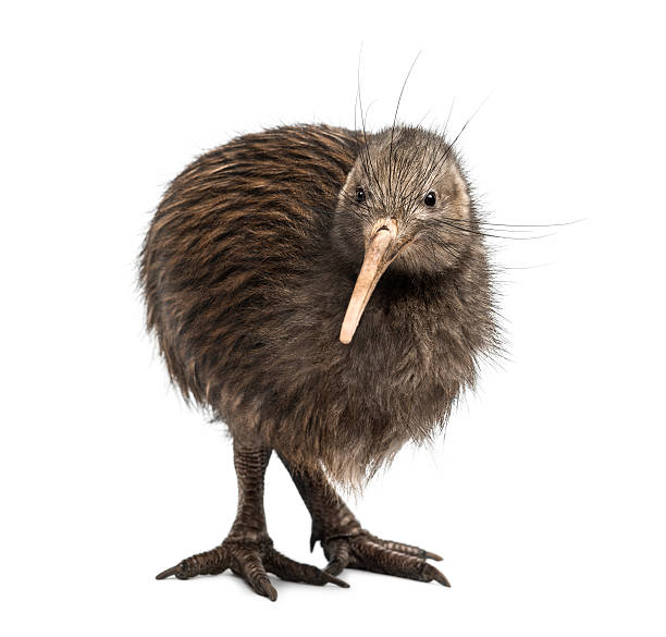 kiwi marrón de la isla norte, apteryx mantelli - flightless fotografías e imágenes de stock