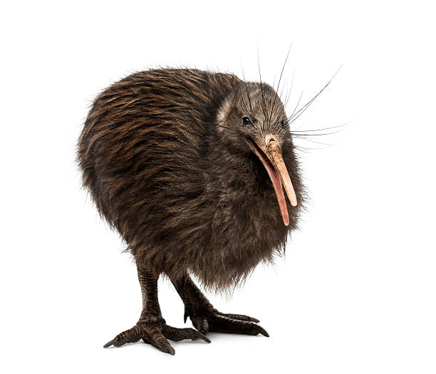 istock North Island Brown Kiwi, Apteryx mantelli 525151433