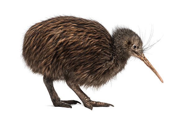 istock North Island Brown Kiwi, Apteryx mantelli 525151435