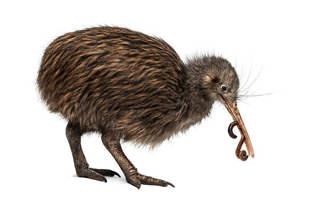 istock North Island Brown Kiwi eating an Earthworm Apteryx mantelli 525151437