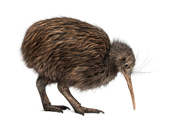 istock North Island Brown Kiwi, Apteryx mantelli 525151443