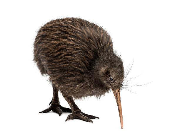 istock North Island Brown Kiwi, Apteryx mantelli 525151445