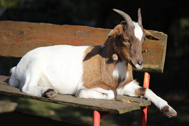 istock Goat enjoying the sun 525151587