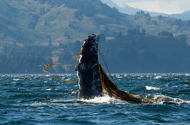 Entangled Pectoral Fin Humpback Whale Off Kodiak, Alaska kodiak island photos stock pictures, royalty-free photos & images