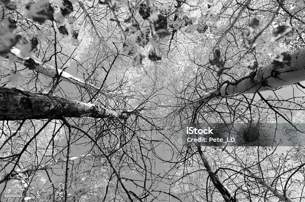 black and white forest black and white forest, colorado Aspen Tree Stock Photo