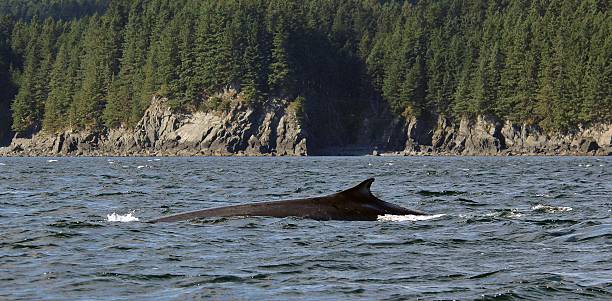 Fin Whale Off Coast Of Alaska