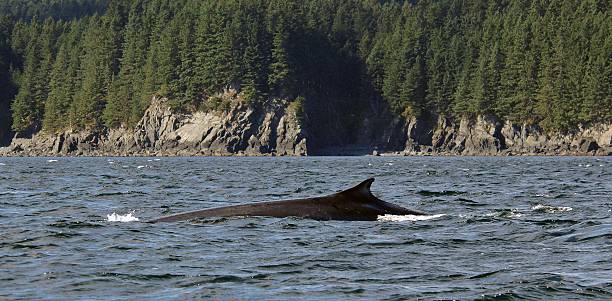 Fin Whale Off Coast Of Alaska Fin Whale Off Coast Of Alaska kodiak island photos stock pictures, royalty-free photos & images