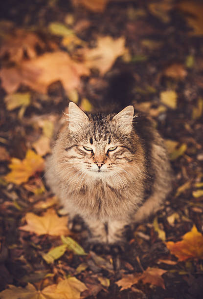 istock Cat sitting on the leaves 525153293