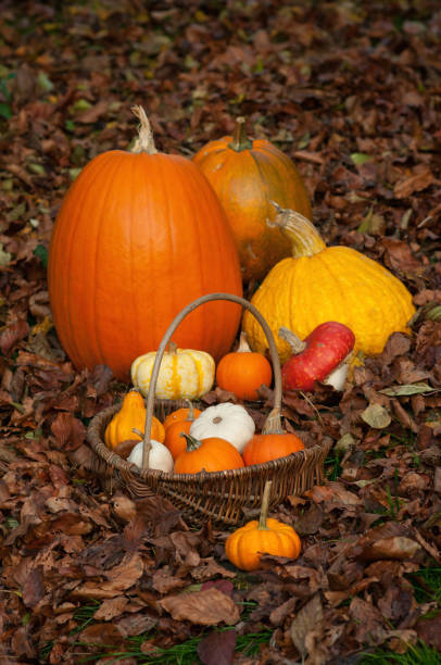 squash y pumpkins en cesta rodeado de hojas - baumblätter fotografías e imágenes de stock