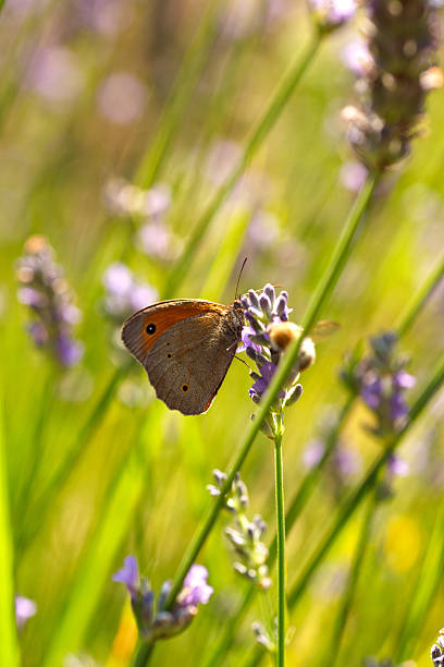 istock Butterfly on lavender flowers 525154695