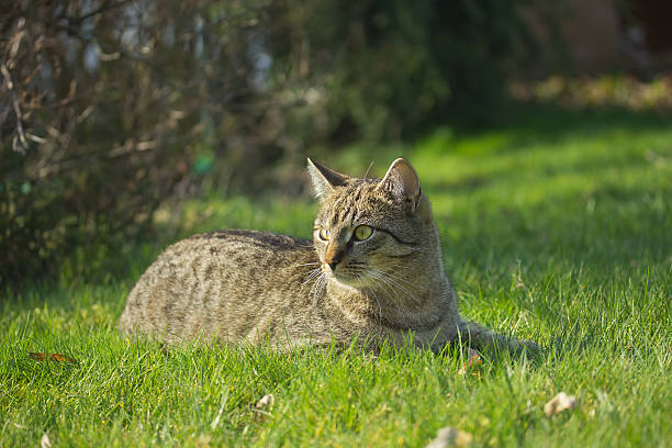 istock Kitten of gray tabby cat 525154773
