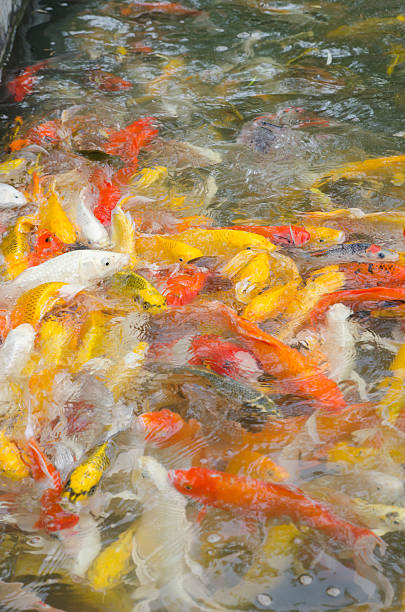 istock Colorful Koi fish in the pond 525156233