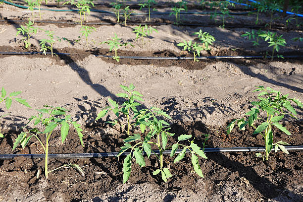 istock watering young tomato plant in open soil 525156659