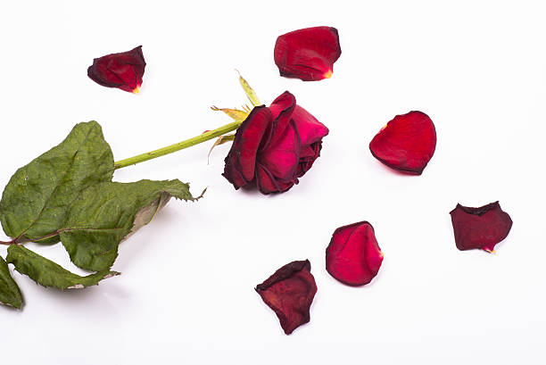 istock dehydrated death rose with fallen petals around 525156825
