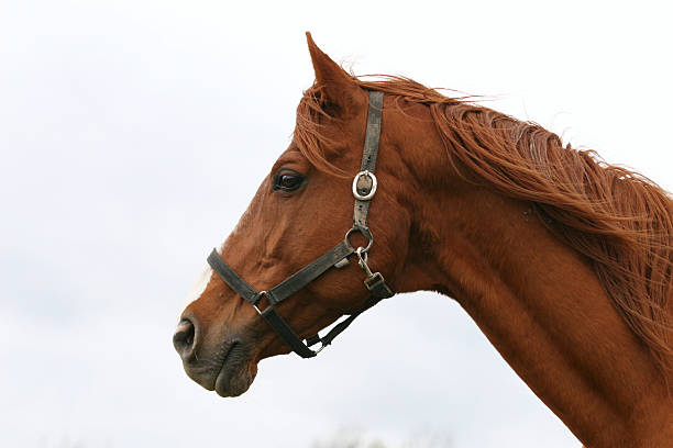 чистокровная руководитель портрет - livestock horse bay animal стоковые фото и изображения