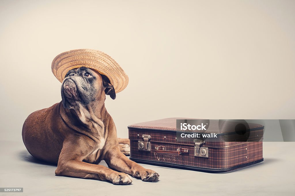 Tourist Dog wearing hat with suitcase Dog Stock Photo