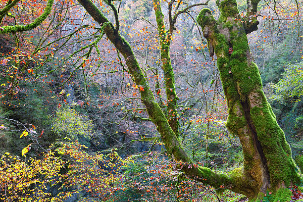 istock Forest in autumn canyon Anisclo, Huesca, Spain 525174261