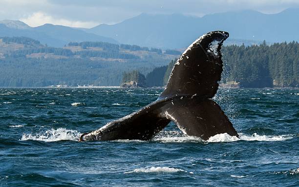 Descending Fluke Humpback Whale Fluke Off Kodiak Coast kodiak island photos stock pictures, royalty-free photos & images