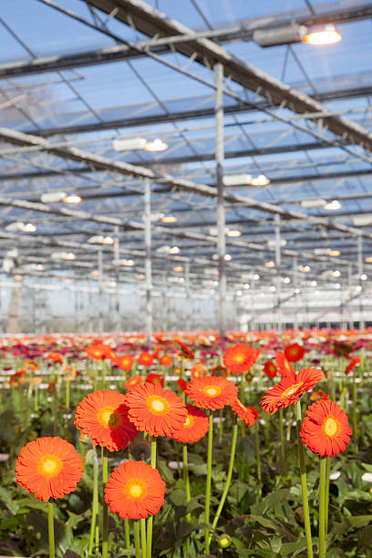 istock orange gerbera flowers in greenhouse 525175477