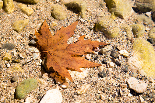 Red dry maple leaf in the river water