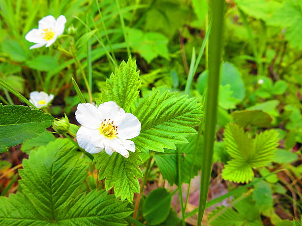istock Wild Flower Mountains of Montana 525176083