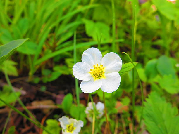 istock Wild Flower Mountains of Montana 525176095