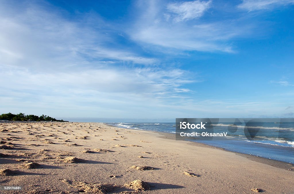 ocean and sandy beach on blue sky background Animal Stock Photo