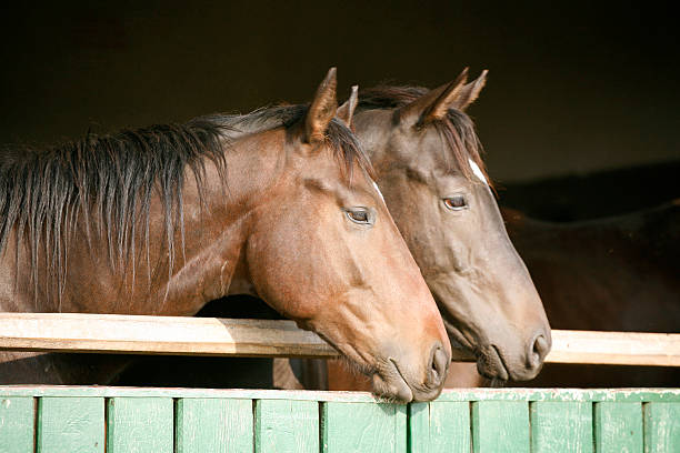 istock Horses standing in the barn 525177803