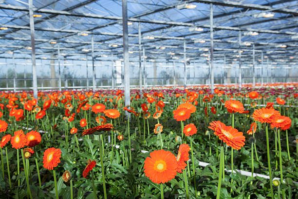 istock many orange flowers in dutch greenhouse 525178127