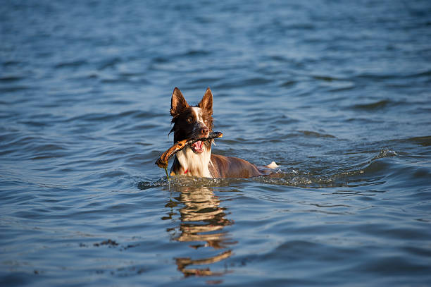 Border collie fetches stick from sea stock photo