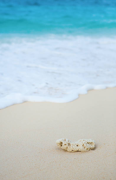 istock Closeup of a coral on white sand beach 525179101