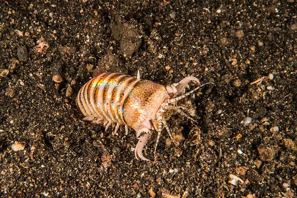 A bobbit worm in Lembeh