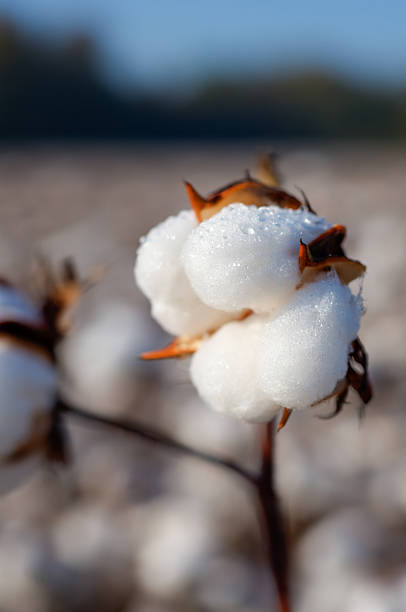 Dew Soaked Cotton Boll in a Cotton Field As the sun rises, dew still soaks the cotton bowl that is ready for harvesting. cotton cotton ball fiber white stock pictures, royalty-free photos & images