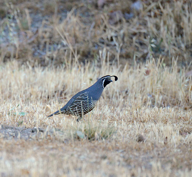 istock California Quail in Dry Grass 525179477