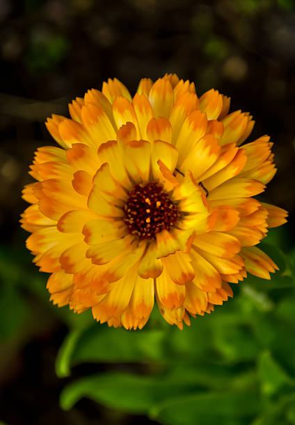 istock Orange flower green leaves 525179509