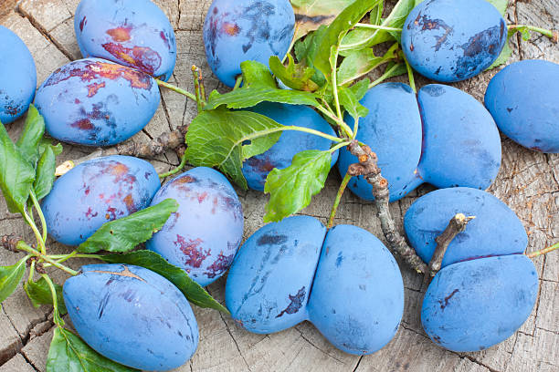 Inglorious plums Freshly collected malformed plums. misshaped stock pictures, royalty-free photos & images