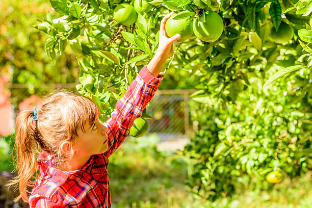 istock Little girl picking Clementine 525193799